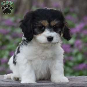 Vinny, Cavachon Puppy